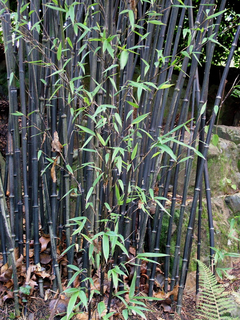 black bamboo