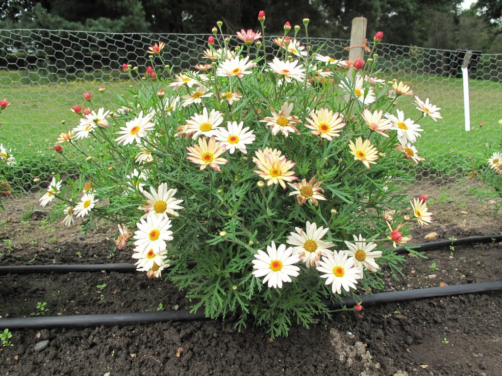 marguerite [LaRita Banana Split]