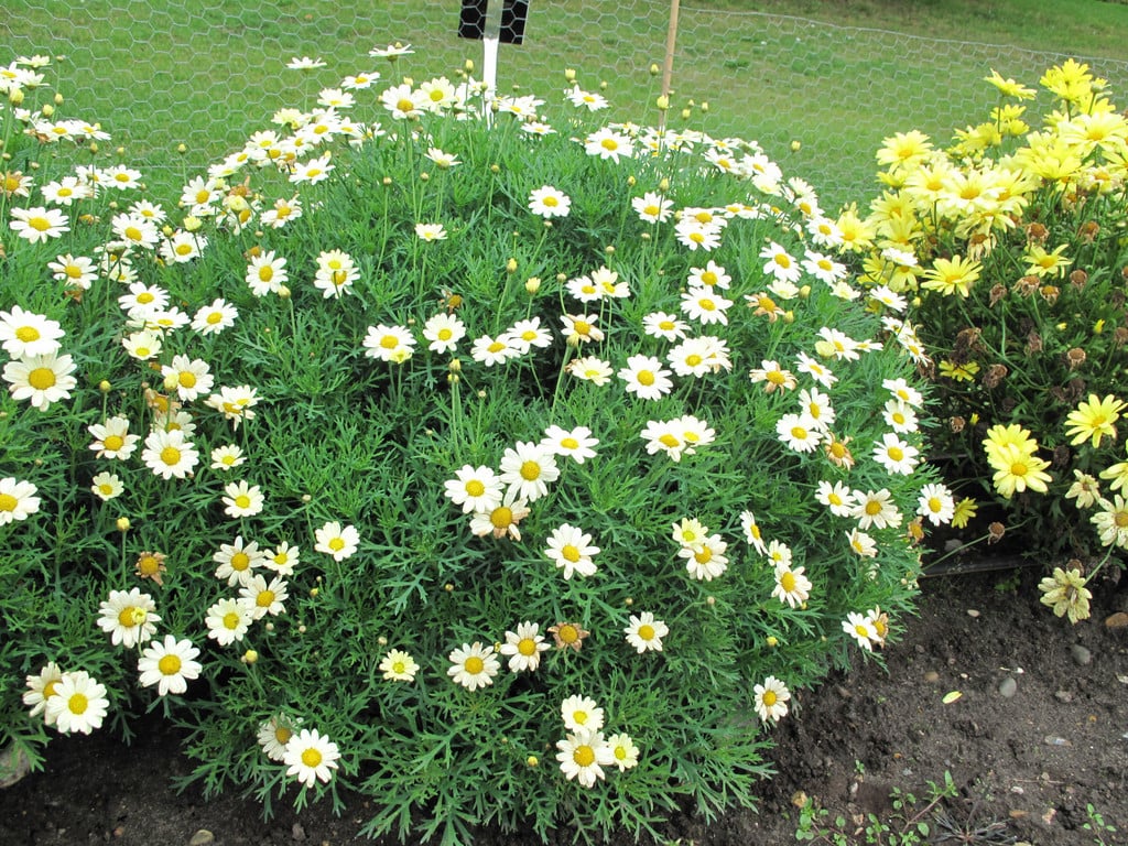 marguerite [Sultan's Lemon]