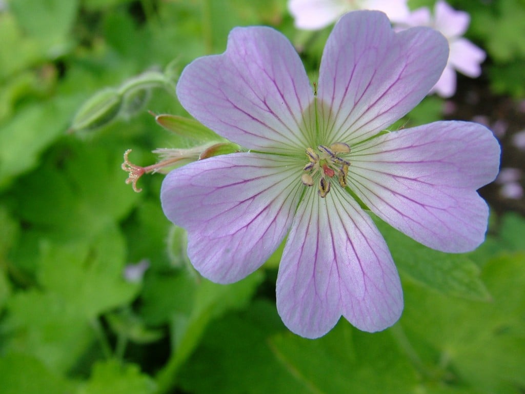 cranesbill 'Chantilly'