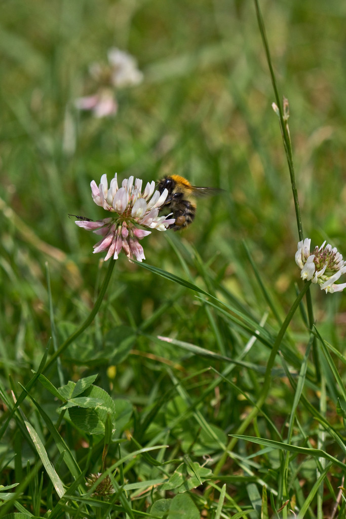 white clover