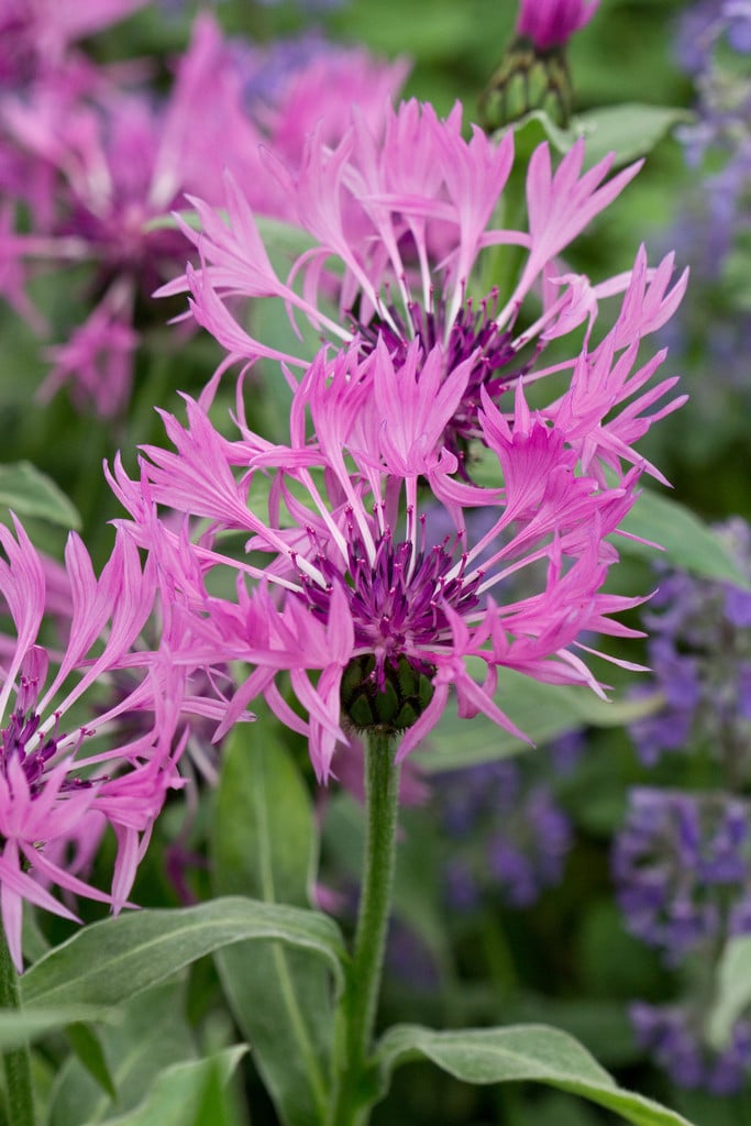 Centaurea montana 'Joyce' | perennial cornflower 'Joyce' Herbaceous ...