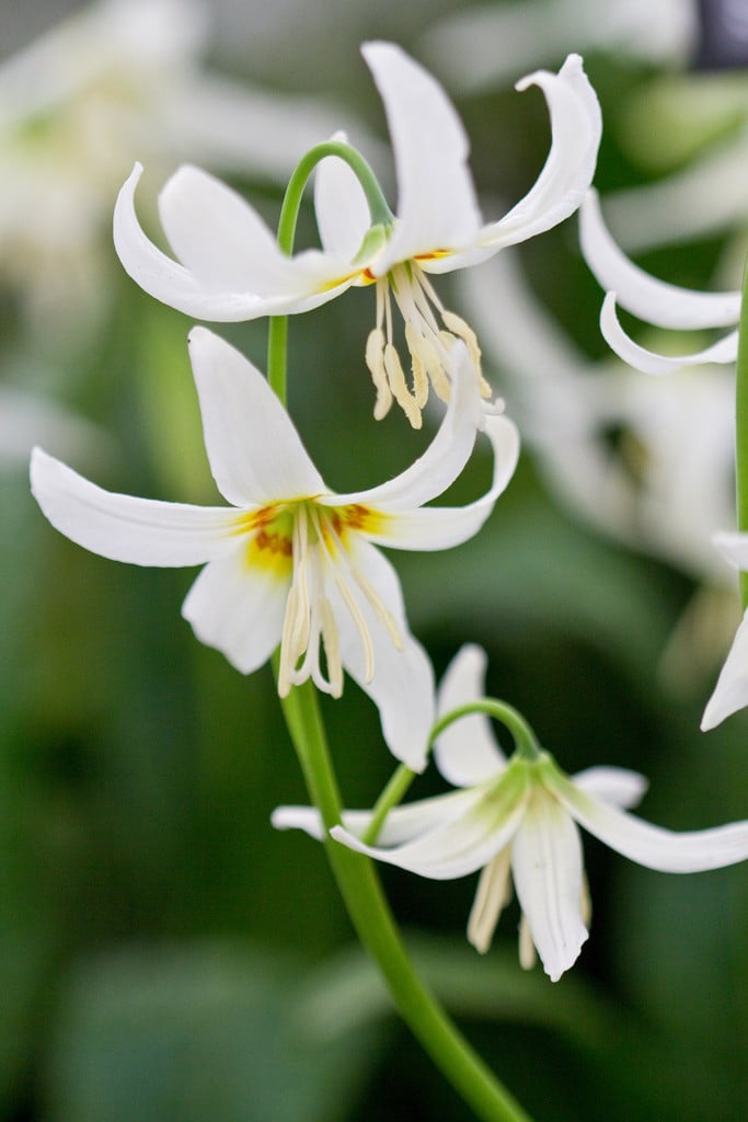 fawn lily 'Harvington Snowgoose'