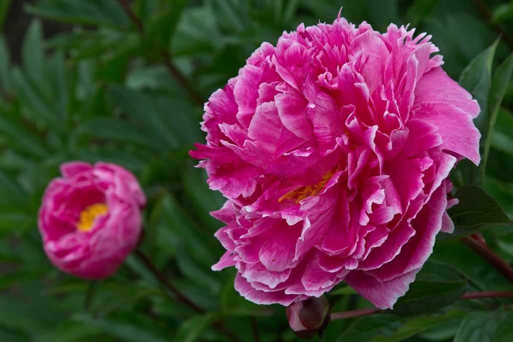 Paeonia lactiflora &Albert Crousse& | peony &Albert Crousse& Herbaceous ...