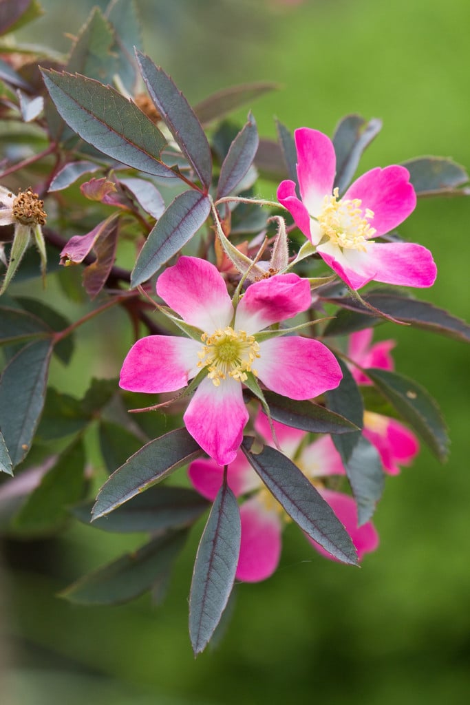 red-leaved rose