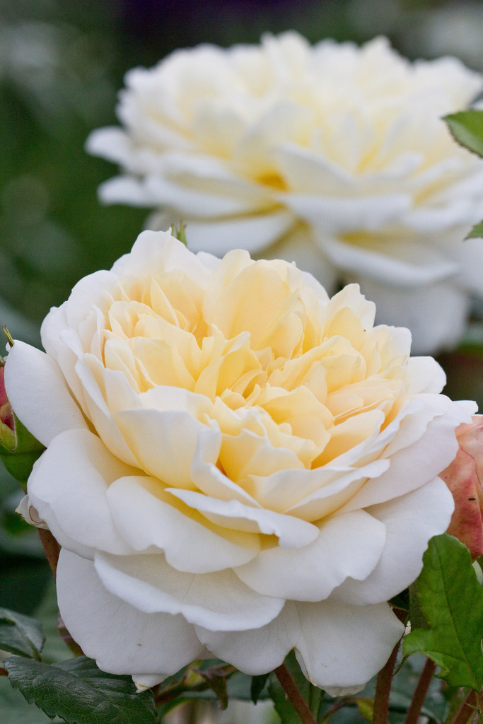 rose [Crocus Rose]