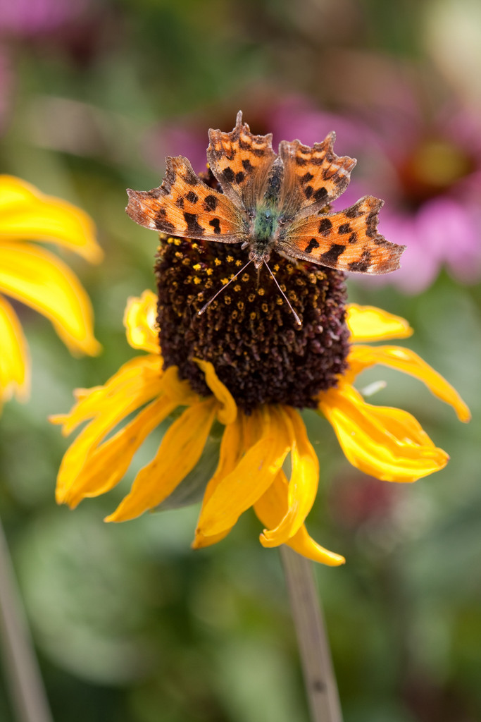 great coneflower