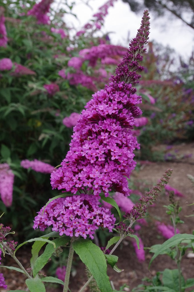 butterfly bush [Peacock]