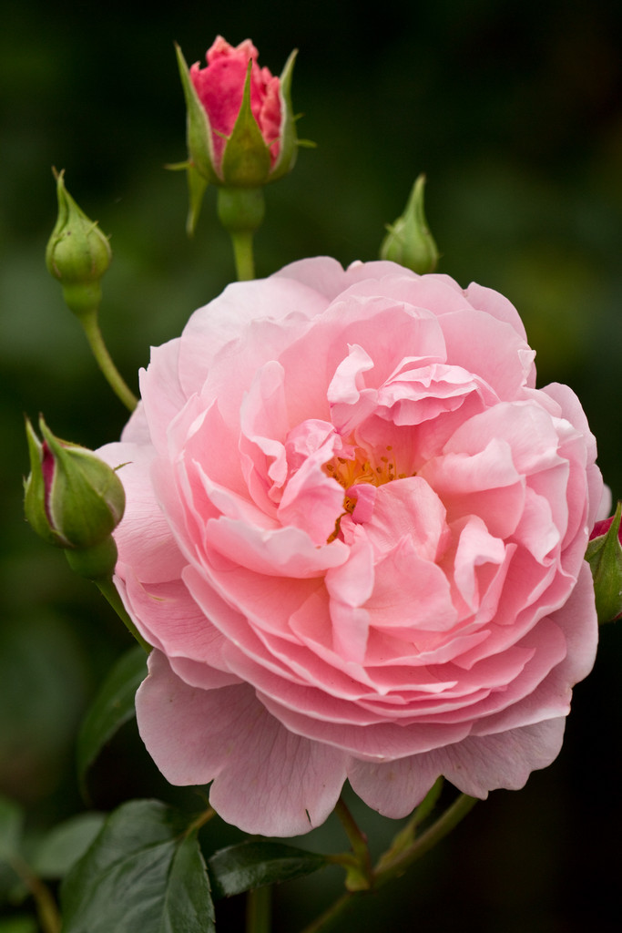 rose [Strawberry Hill]
