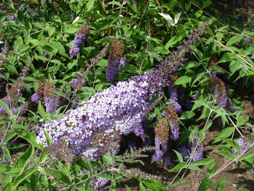 butterfly bush 'Glasnevin Hybrid'