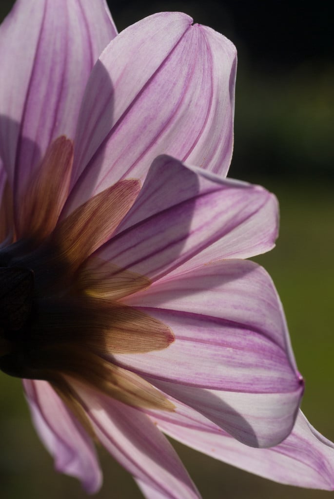 dahlia 'Bishop of Leicester'