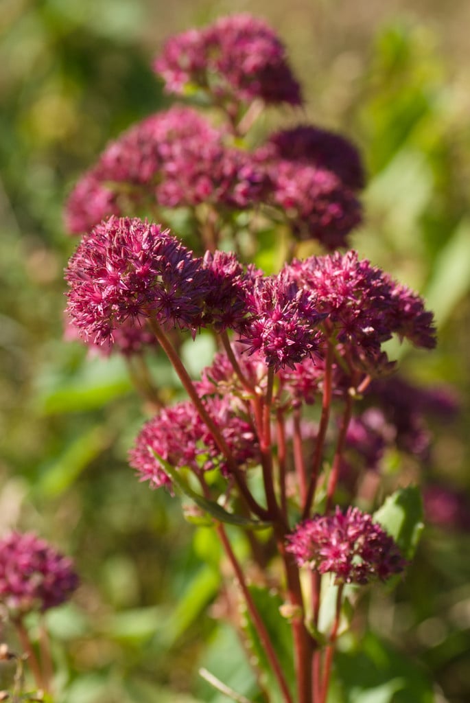 Hylotelephium telephium | orpine Herbaceous Perennial/RHS Gardening