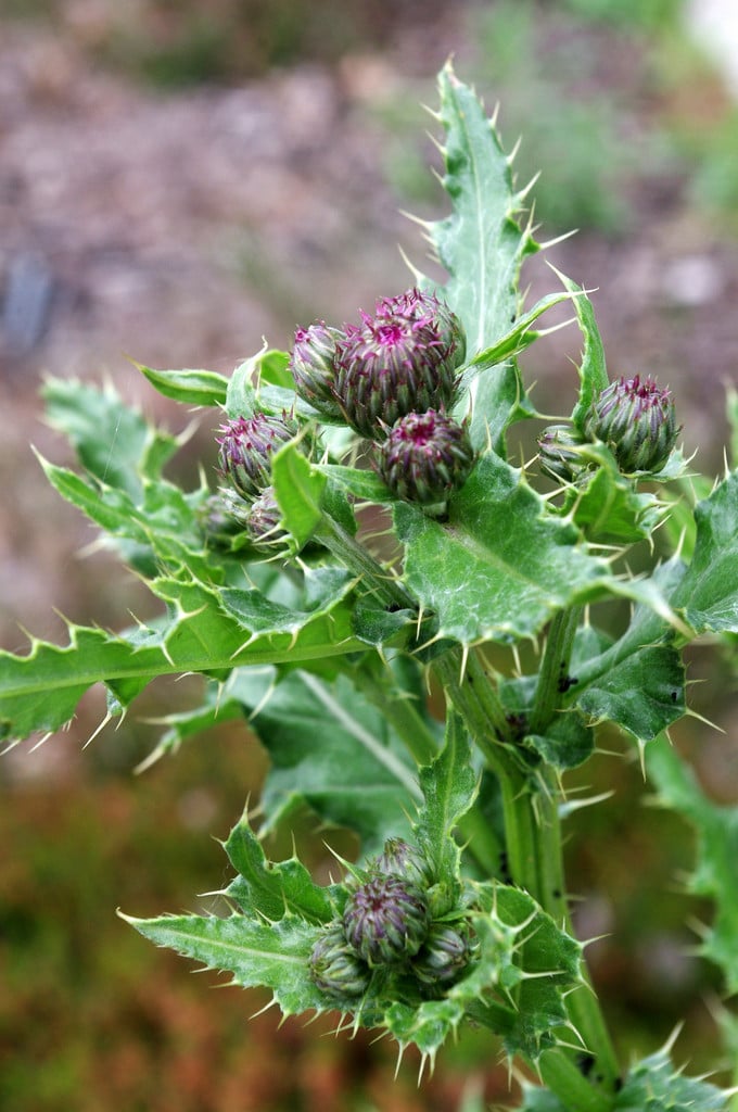 creeping thistle