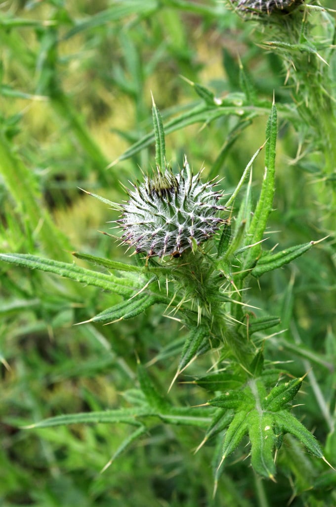 spear thistle