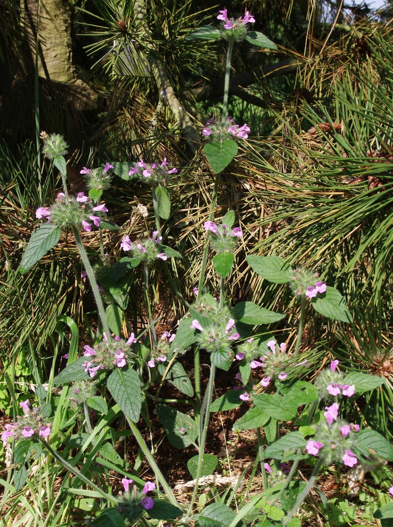 wild basil