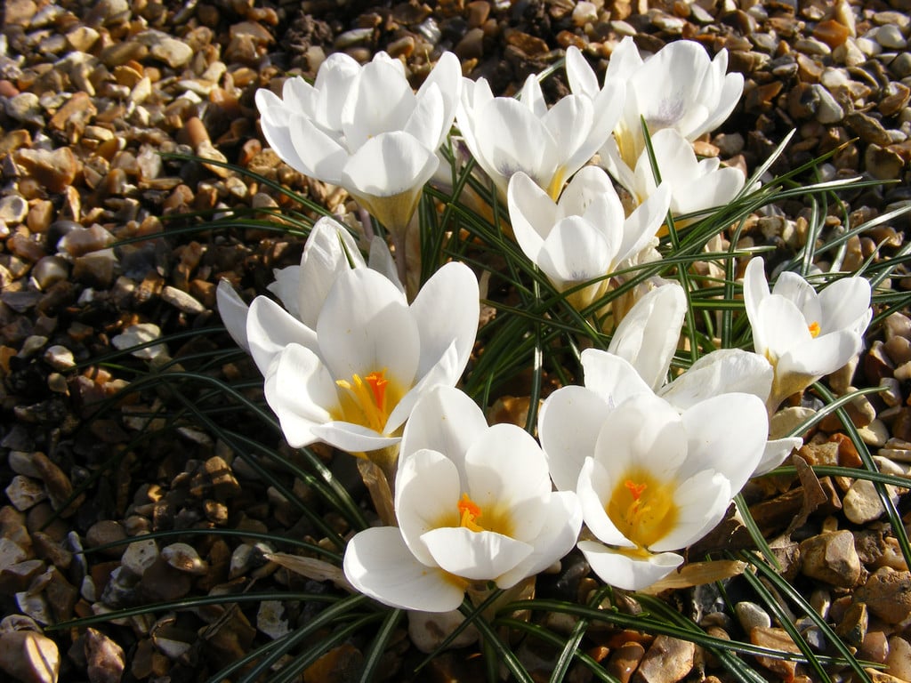 crocus 'Ard Schenk'