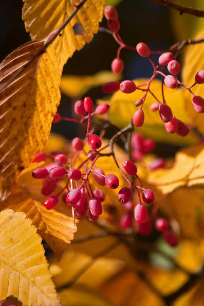 Korean mountain ash