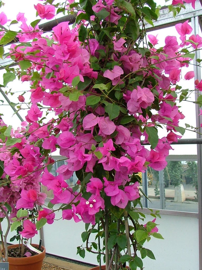 bougainvillea [Texas Dawn]
