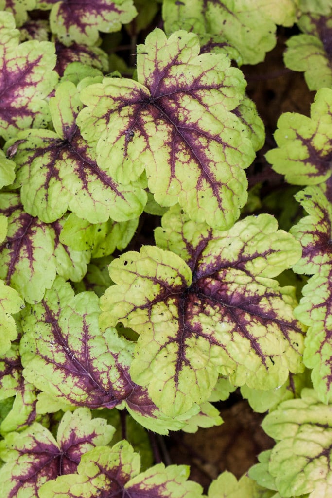 heucherella 'Stoplight'