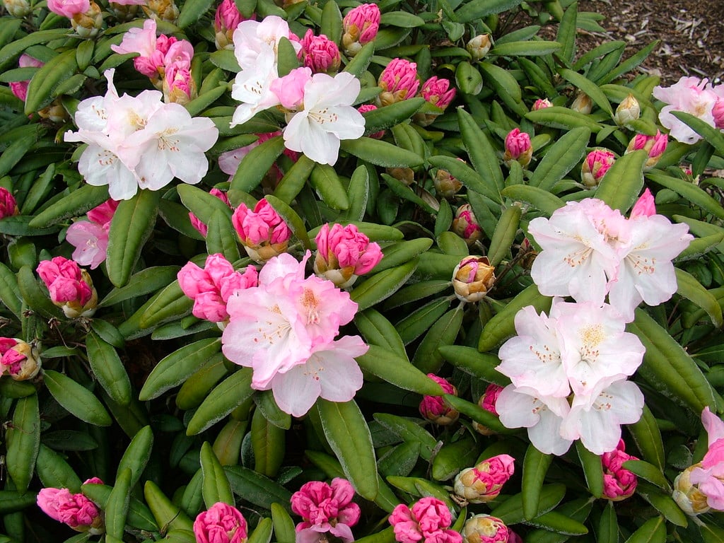 rhododendron 'Ken Janeck'