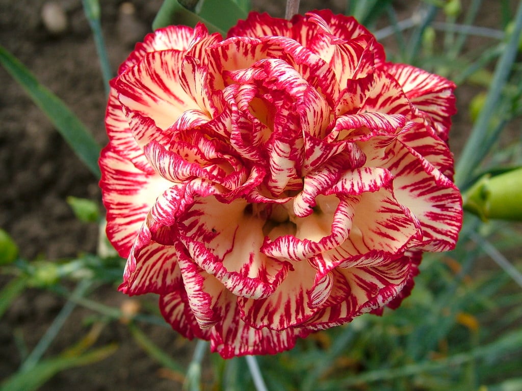 border carnation 'Chesswood Beryl James'