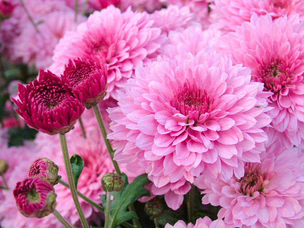 chrysanthemum 'Payton Linda'