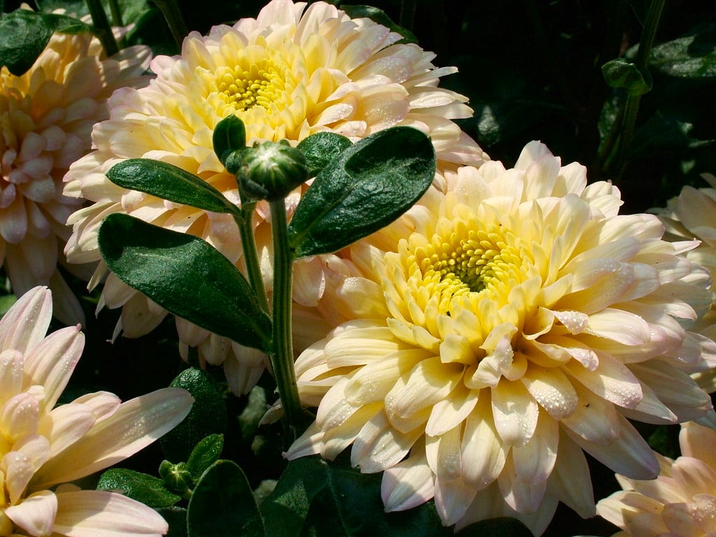 chrysanthemum 'Talbot Maid'