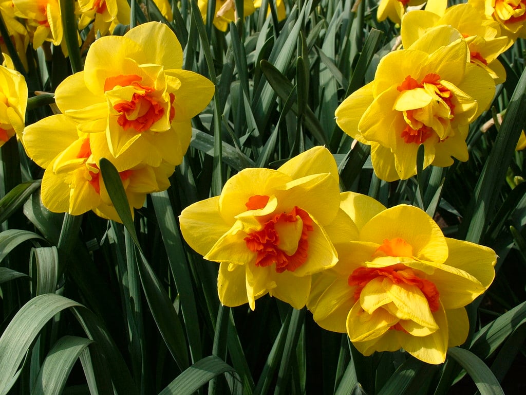 daffodil 'Beauvallon'