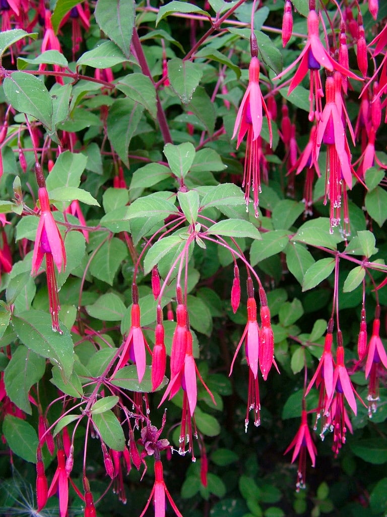 fuchsia 'Thompsonii'