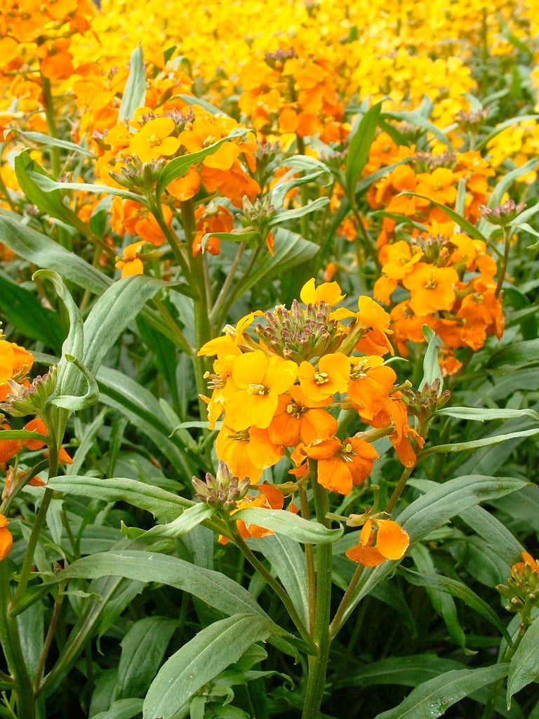Erysimum × marshallii &Orange Monarch& wallflower &Orange Monarch