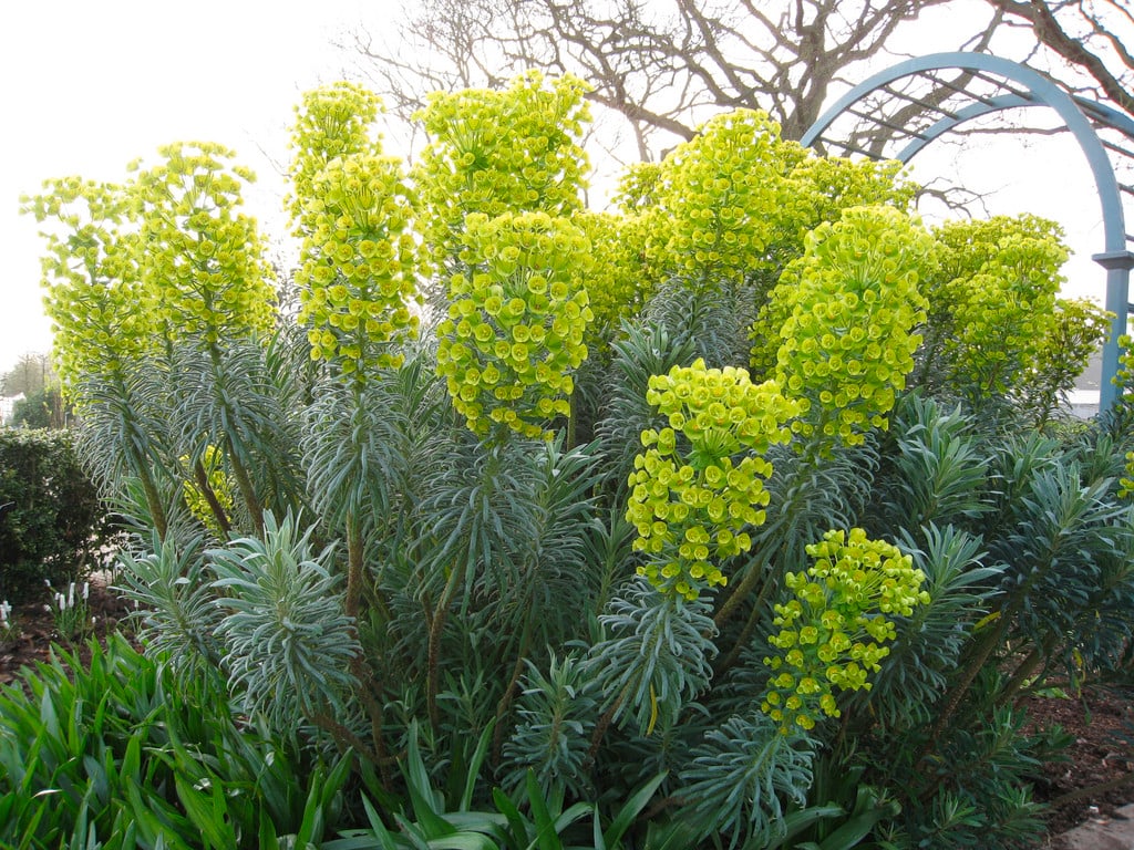 spurge 'John Tomlinson'