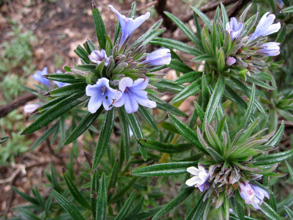 Zahn's gromwell