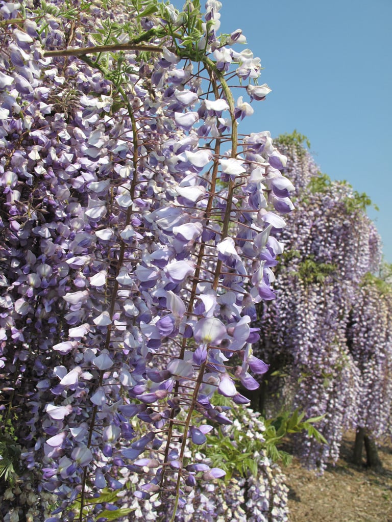 Japanese wisteria 'Kokuryū'