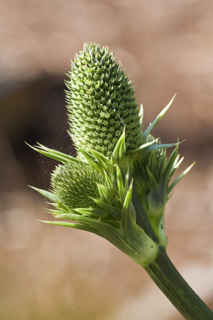 agave-leaved eryngo