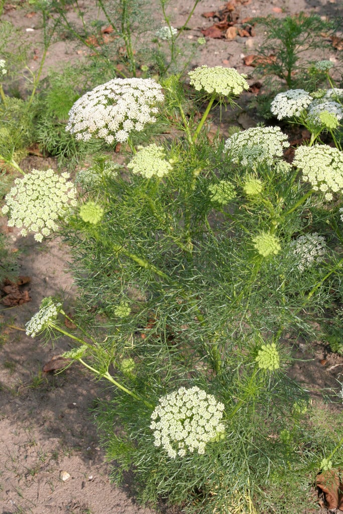 toothpick plant