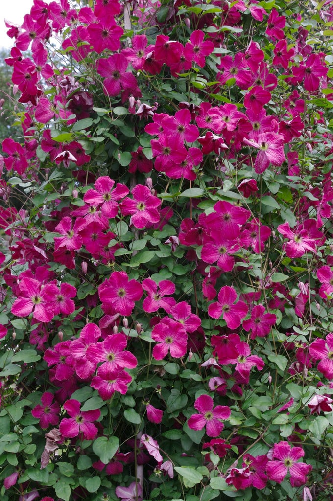 clematis 'Carmencita'