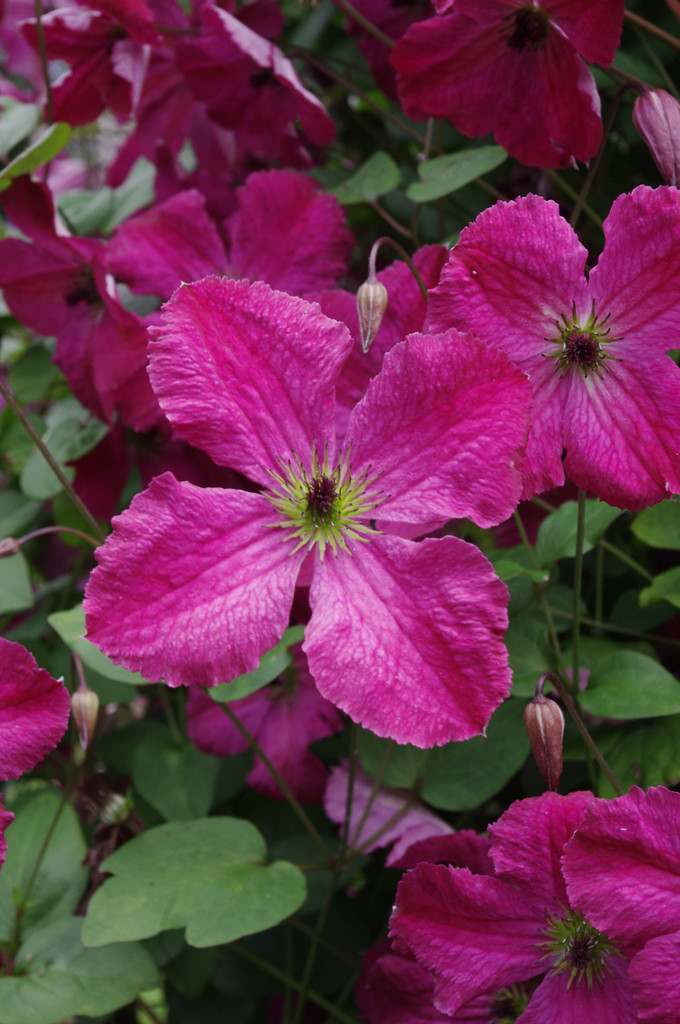 clematis 'Carmencita'