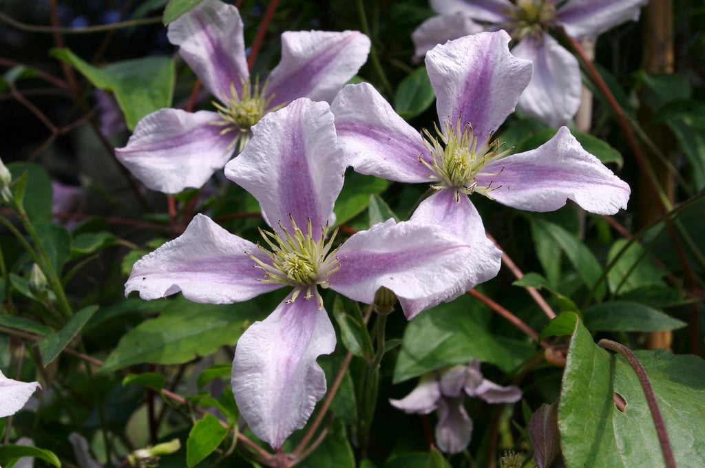 clematis 'Chatsworth'