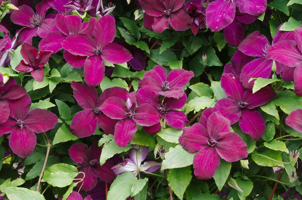 clematis 'Dark Eyes'