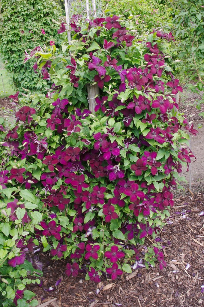 clematis 'Dark Eyes'