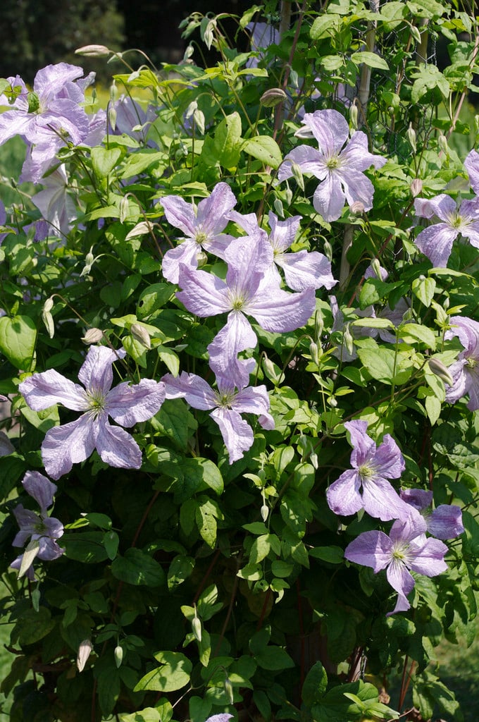 clematis 'Emilia Plater'