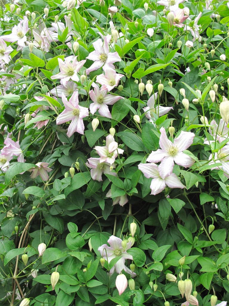 clematis 'Little Nell'