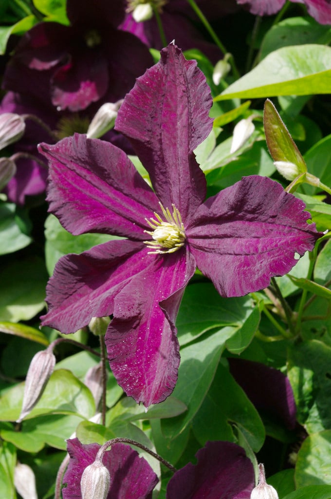 clematis 'Romantika'