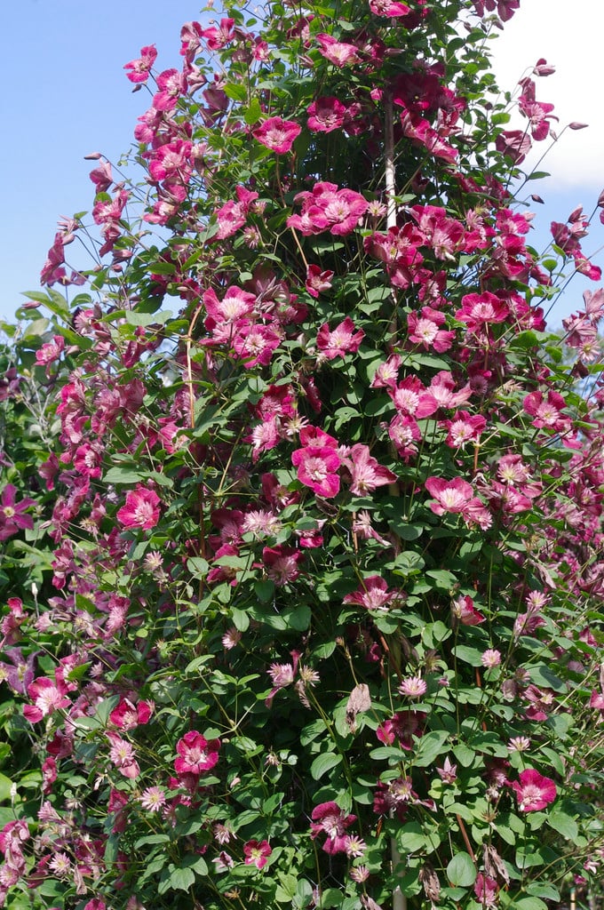 clematis [Avant-garde]