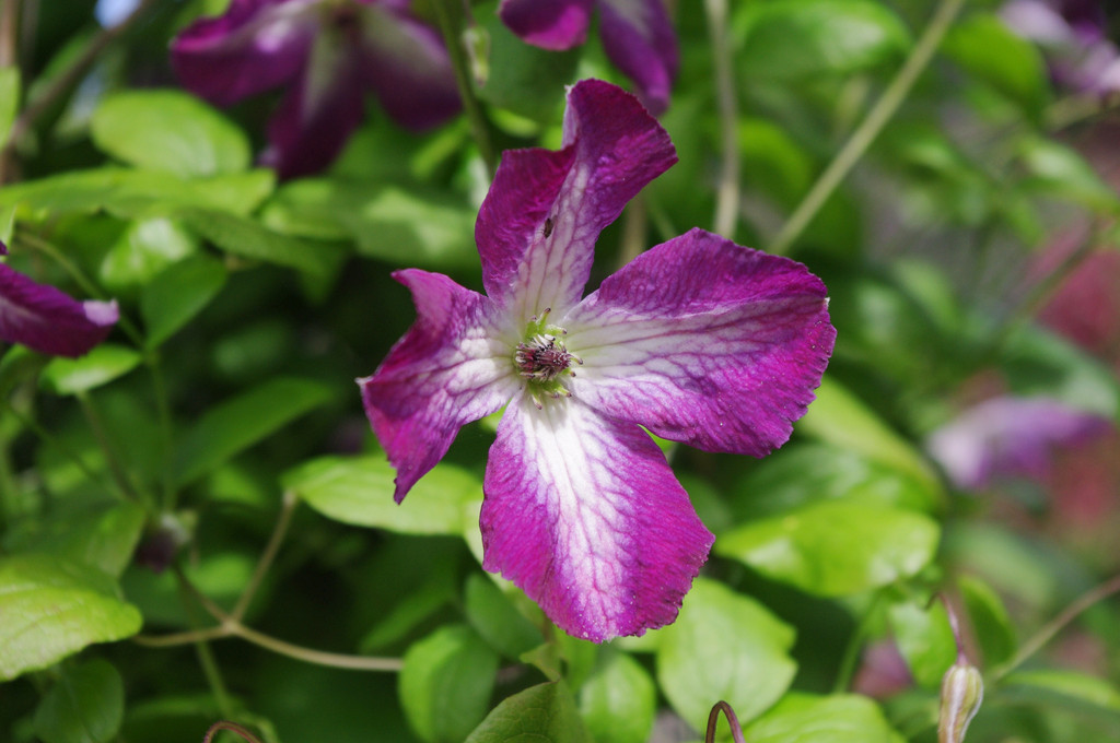 clematis [Palette]