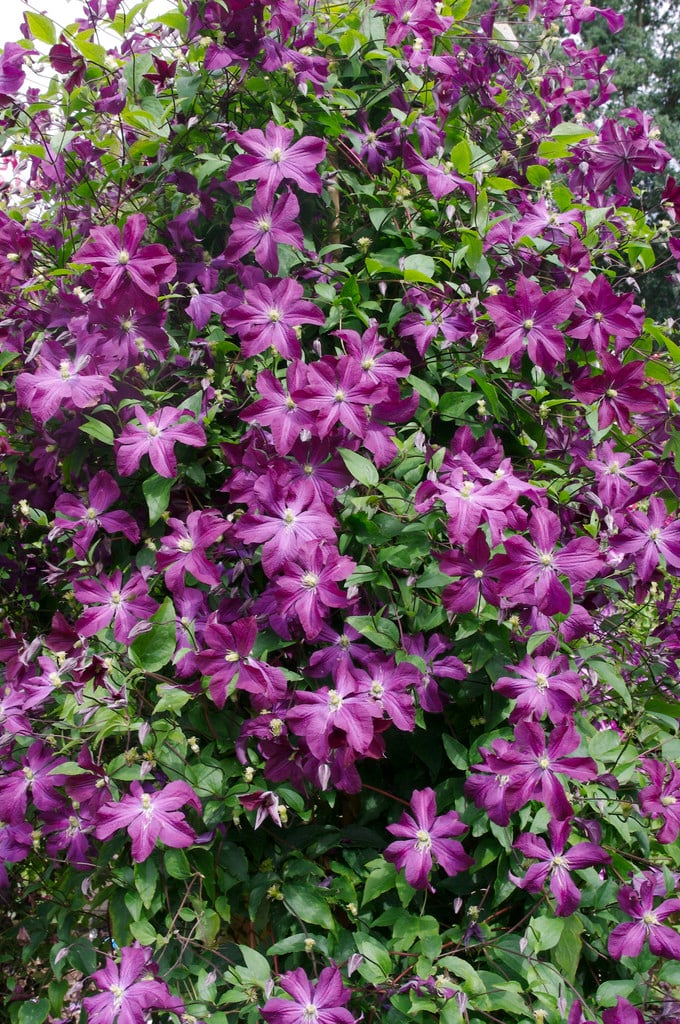 clematis [Vesuvius]