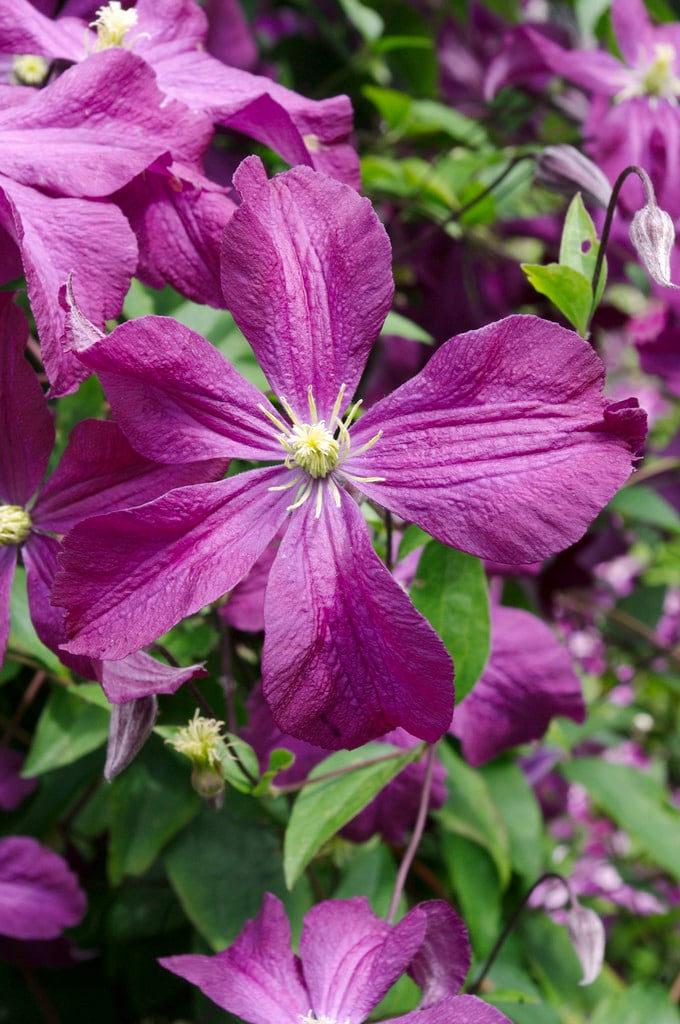 clematis [Vesuvius]