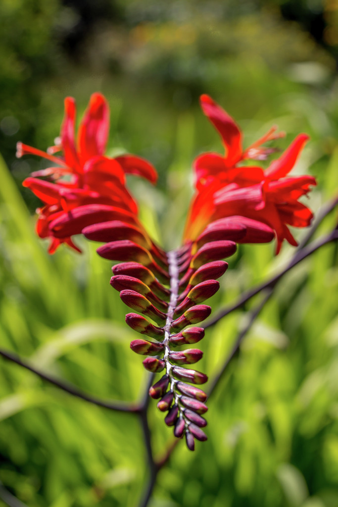 montbretia 'Lucifer'