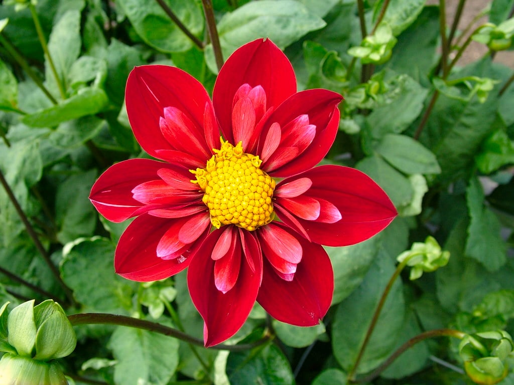 dahlia 'Don Hill'