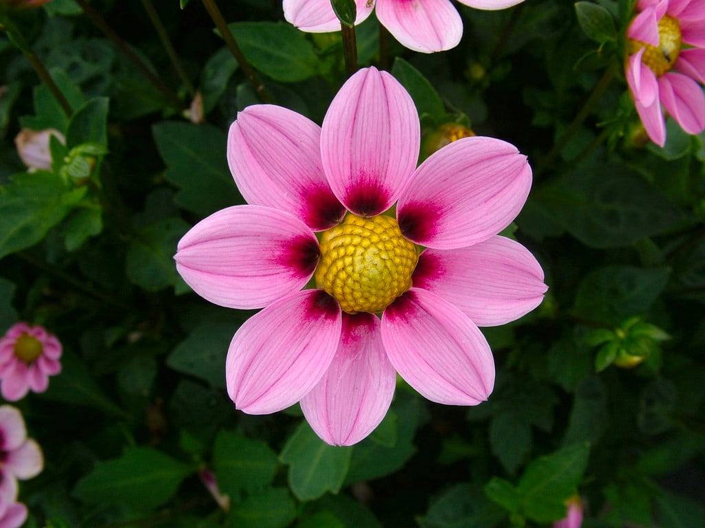dahlia 'Exotic Dwarf'